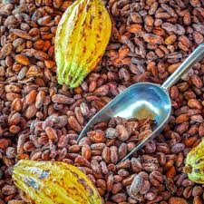 Cacao
