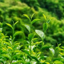 Green Tea
