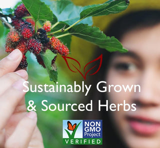 Bravo Tea Organic Herbal Red Clover "Supports Respiratory & Women's Health" Non-GMO, Gluten-Free, Caffeine-Free Herbal Tea (Pack of 1) 20 Bags