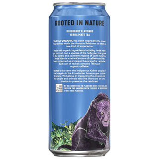 Yachak Organic Yerba Mate Berry Blue Plant-Based Energy, Non-GMO Project Certified, Gluten Free Fair-Trade Caffeinated Green Tea (Case of 12) 16oz Can