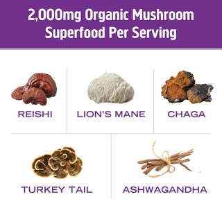 OM MUSHROOM SUPERFOOD USDA Organic, Kosher Hot Chocolate Functional Mushroom Blend w/Lion's Mane, Reishi, Chaga, Turkey Tail & Ashwagandha, Dutch Cocoa, Vegan Non-GMO, Gluten-Free "Focus and Stress Support" Superfood Mix (Pack of 1) 8.47oz Canister